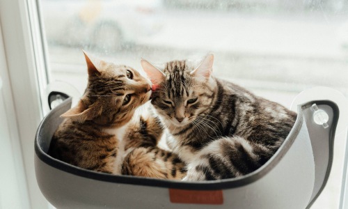a couple of cats sit near a window